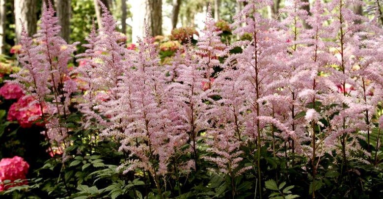 Astilbe Enano